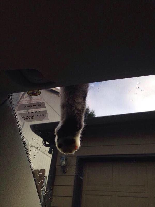 Коты и Кошки
