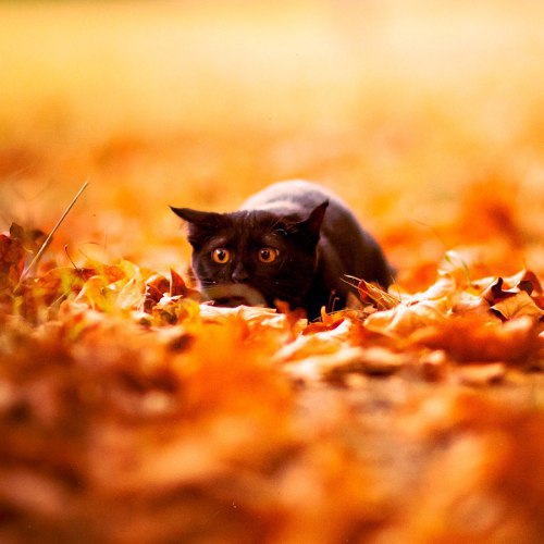 Коты и Кошки