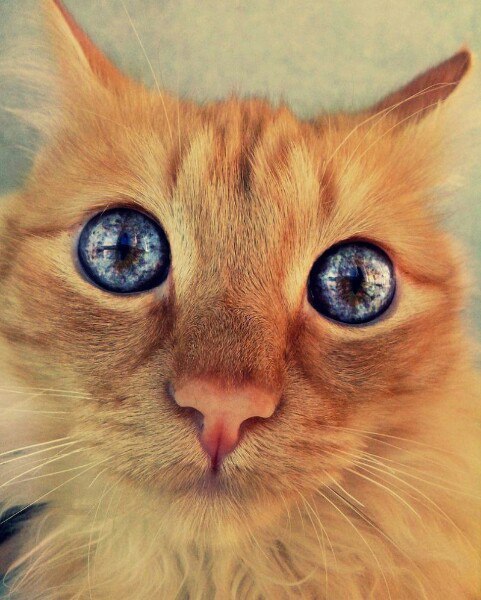Коты и Кошки