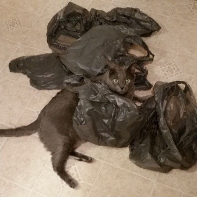 Коты и Кошки