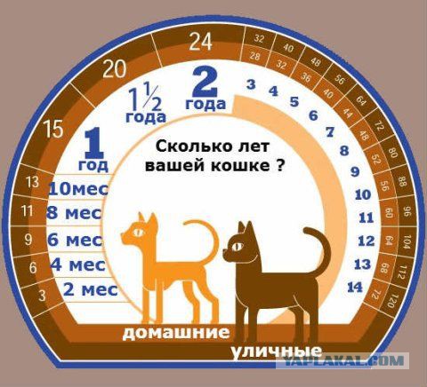 Необычный котик из Калининграда