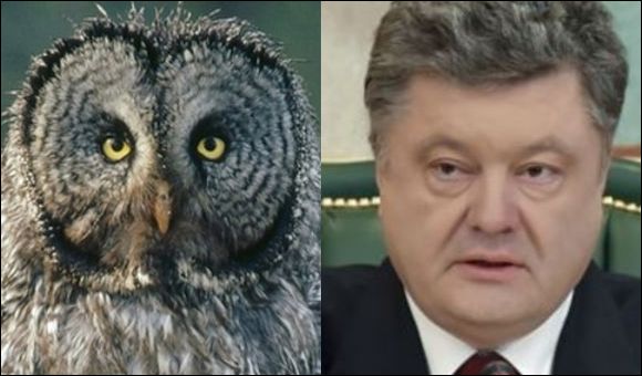 Живность из сети