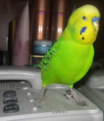 10 птиц, которых стоит избегать