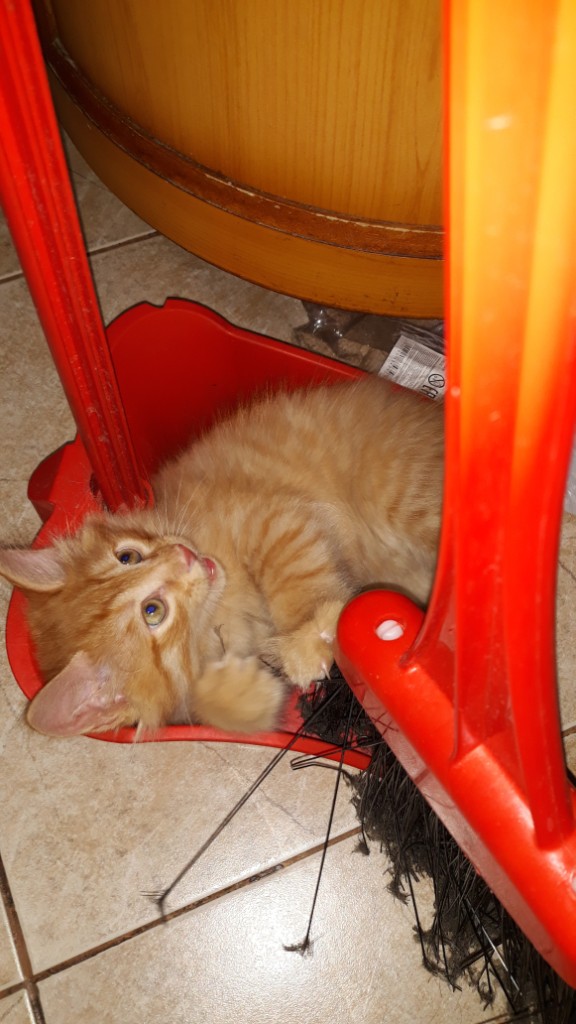 Котовторник 07.08.2018