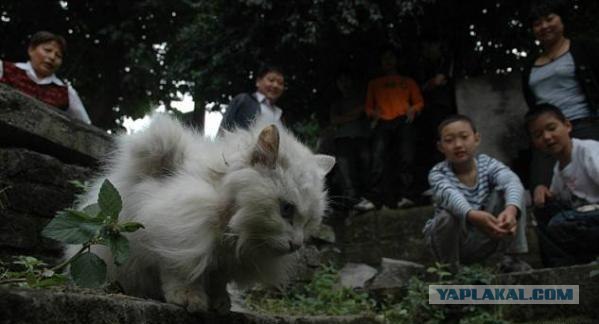 Мутация кота (5 фото)