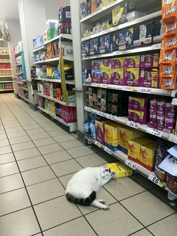 Прикольных котов пост