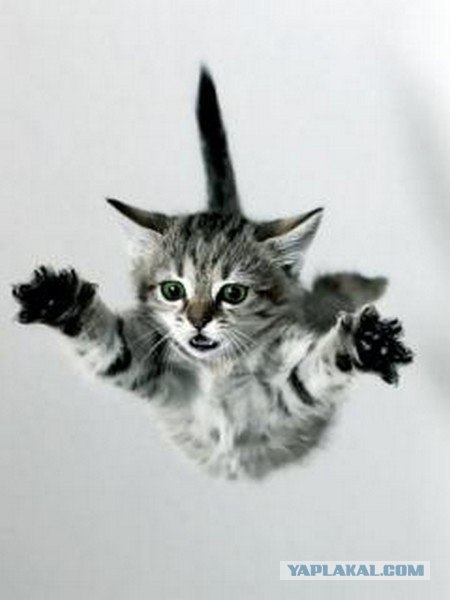 Котовторник объявляется открытым!