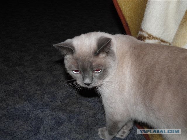 Котовторник  от 3.04.2012