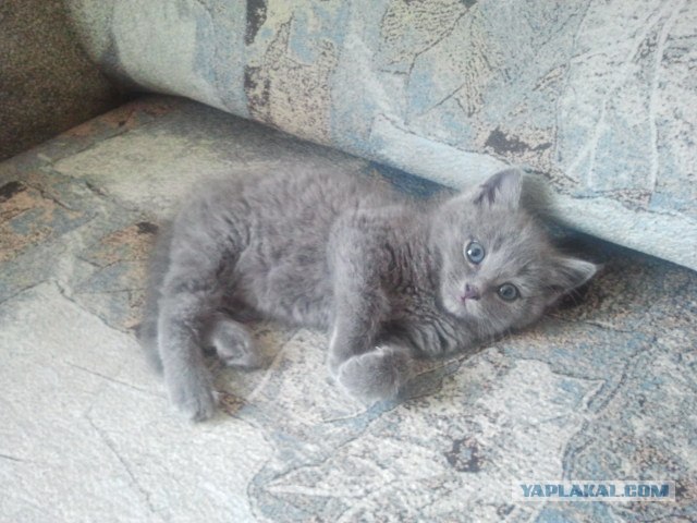 Котовторник 29.05.2012