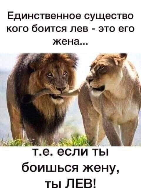 Применим физику в постели или белка и стрелка. Картинки