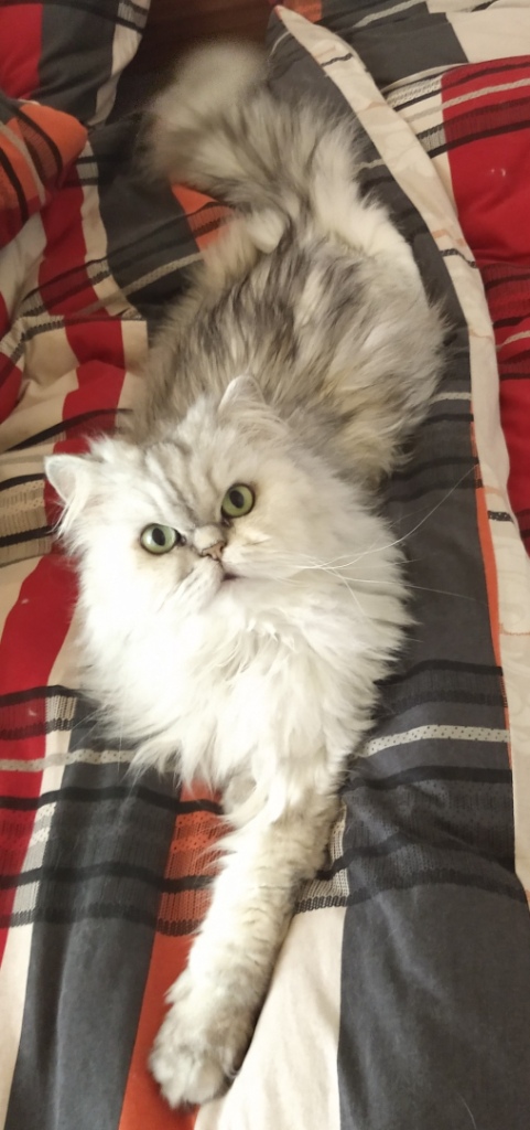 Забавные фото котеек