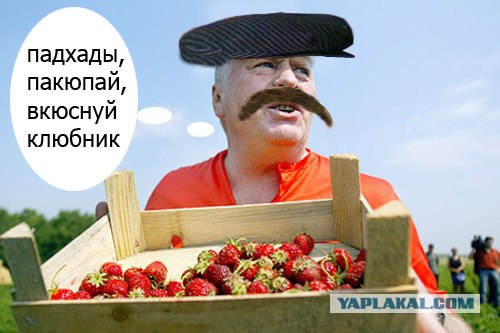 Как Жириновский на клубнике был