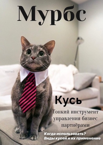 Что ищут кошки в интернете