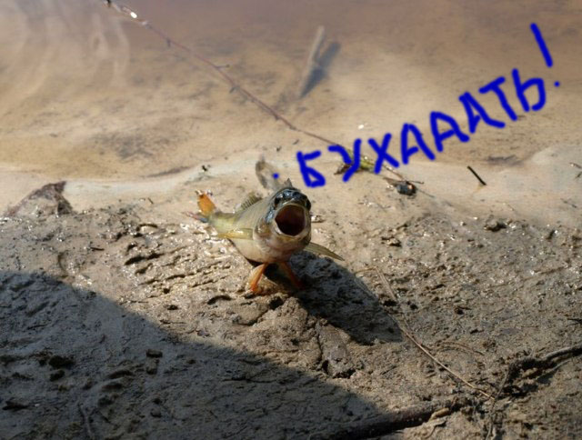 Фотожаба: "Чо?"