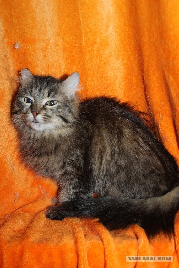 Жизнь домашнего приюта "Котоленд" 269