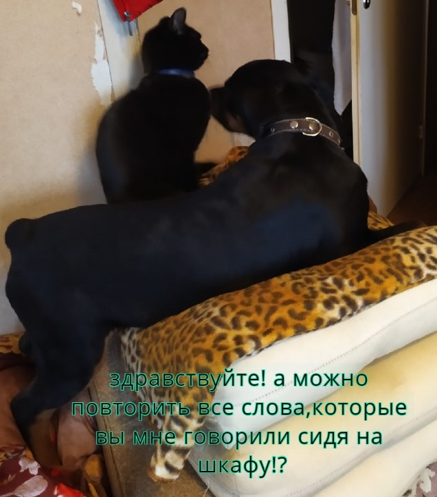 Ротвейлер охотится на пантеру!