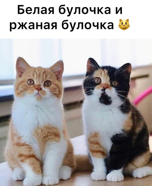 Юмор в картинках 22.08.21