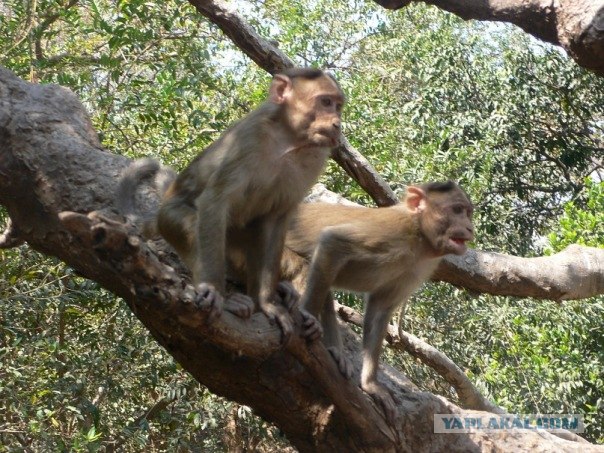 Путешествие по Индии