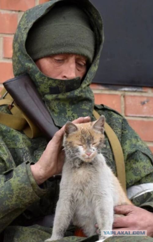 Тактический кот.
