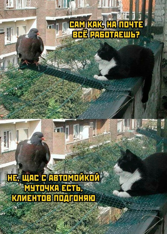 Весёлый полтишок 11.08.23