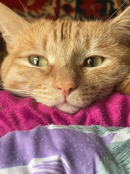 Котовторник 09.04.24