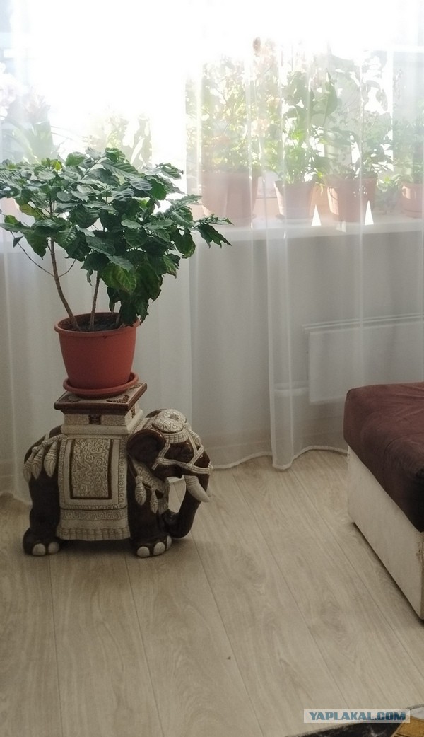 Кофейное дерево на подоконнике.