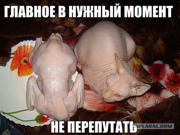 Дрессура