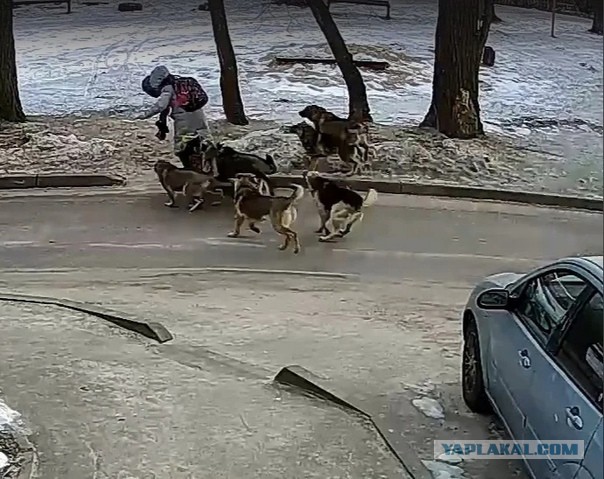 Под Новосибирском нашли собак, которые насмерть загрызли женщину