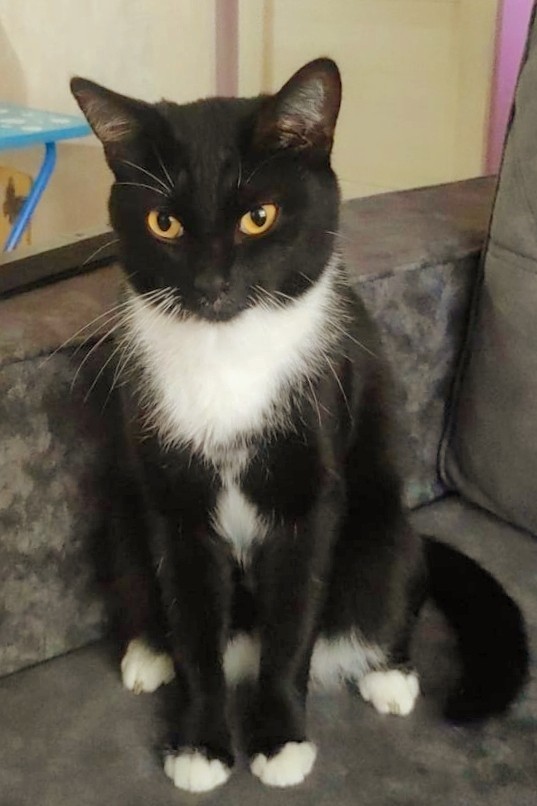 Жизнь Кота