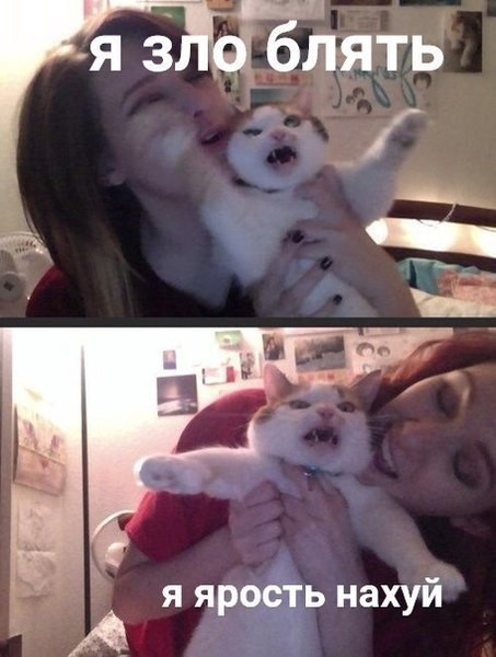 Тоже коты... котята
