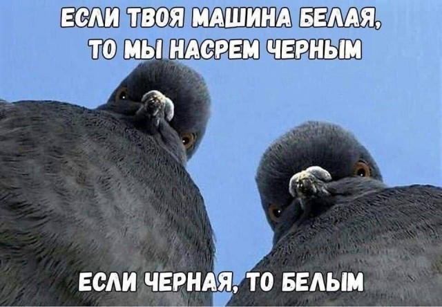 Картинки для деградации 229 (разной степени свежести)