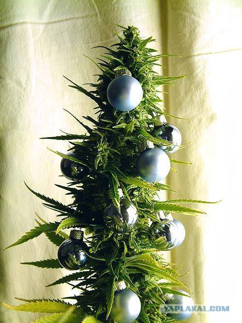 Цепочка серебряная?