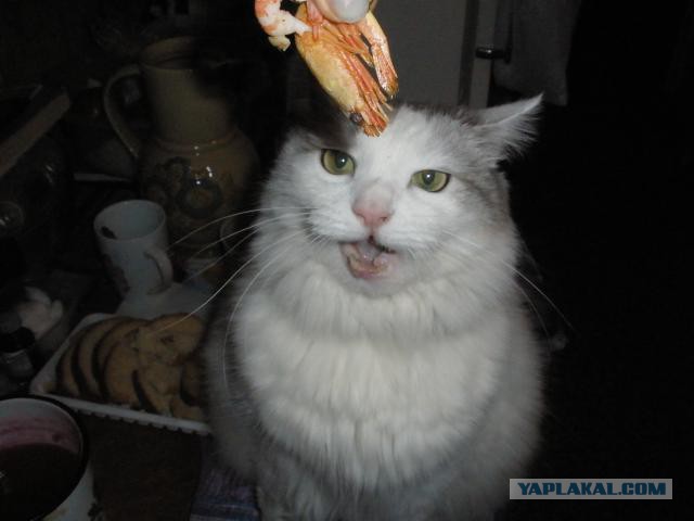 Котовторник 18.03.2014