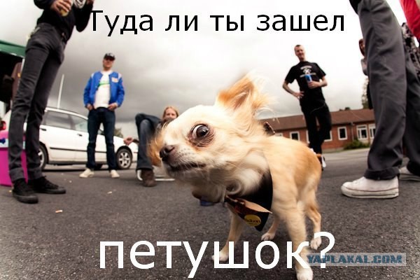 Самые добрые собаки