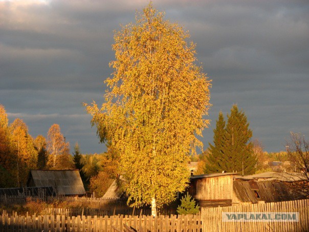 Природа и животные