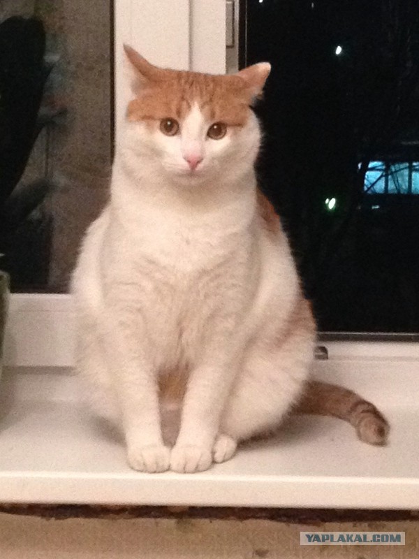 Котовторник 11.11.2014