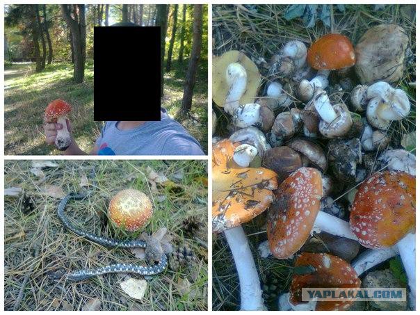 Вспомним лето! Вылазка за грибами.