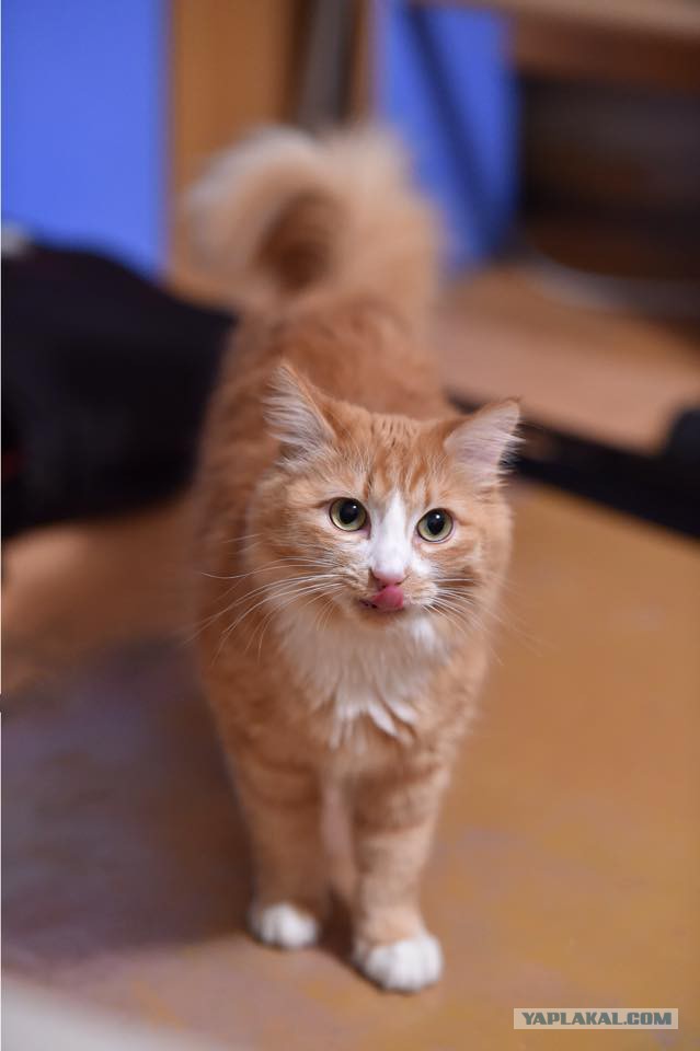 Котовторник