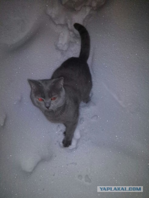 Котовторник 31.03.2015