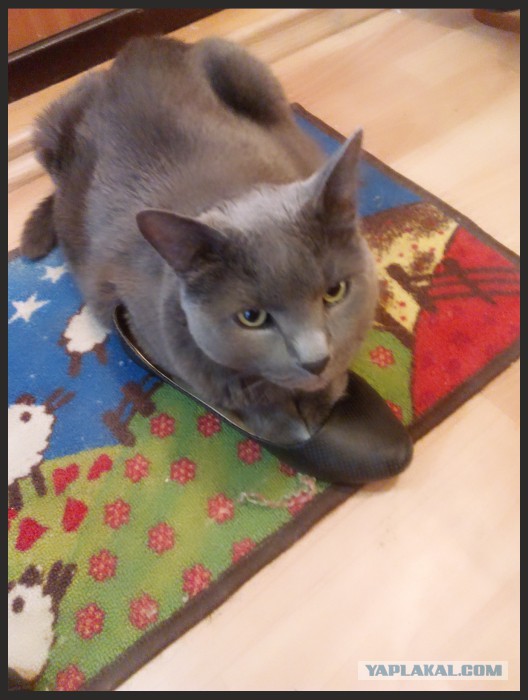 Котовторник  21.07.2015