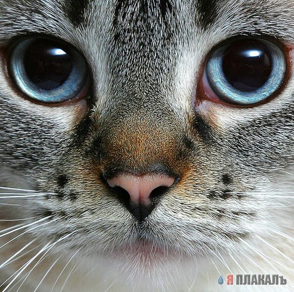 Коты, кошки, котята
