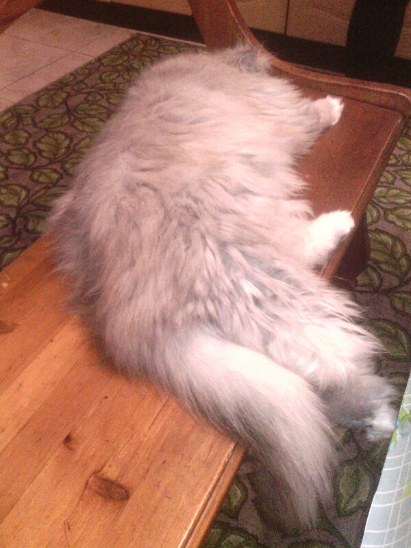 Мой кот, мои правила!