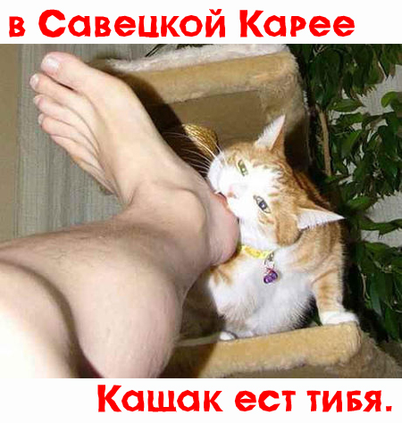 Котовторник!