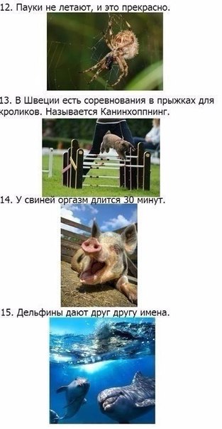 Божьи твари