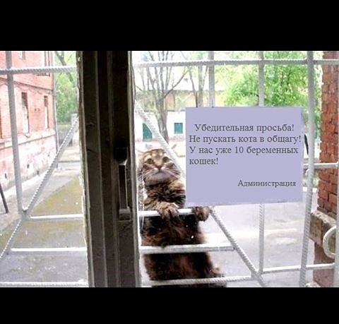 Мохнатые беспредельщики