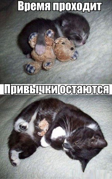 Мохнатые беспредельщики
