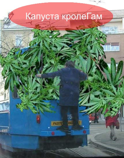 Фотожаба: Заяц на трамвае