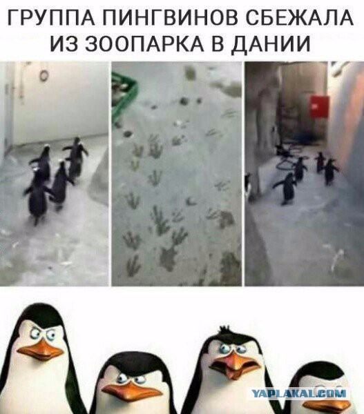 Картинки из ваших интернетов