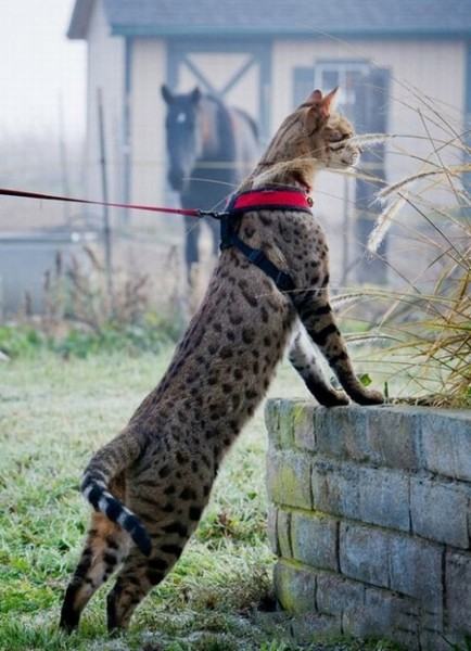Коты из сети