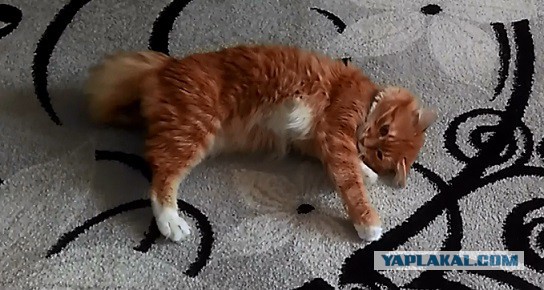 Наш дебильный кот